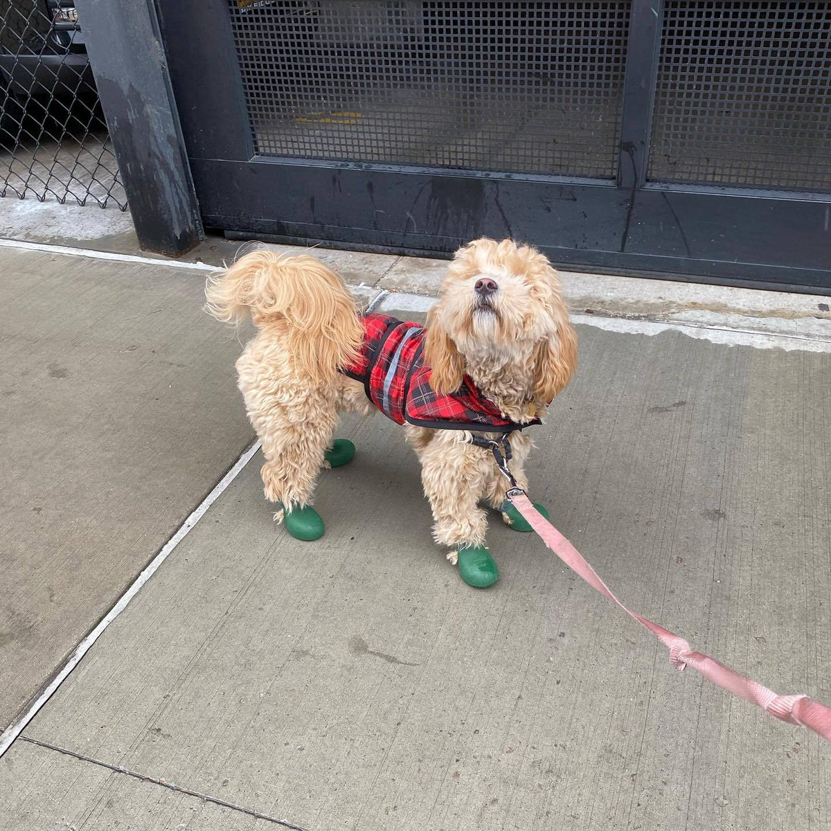Cozy Silicone Rain Boots for Dogs