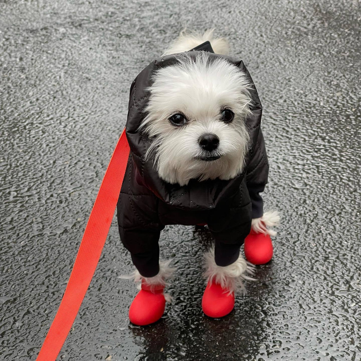 Cozy Silicone Rain Boots for Dogs